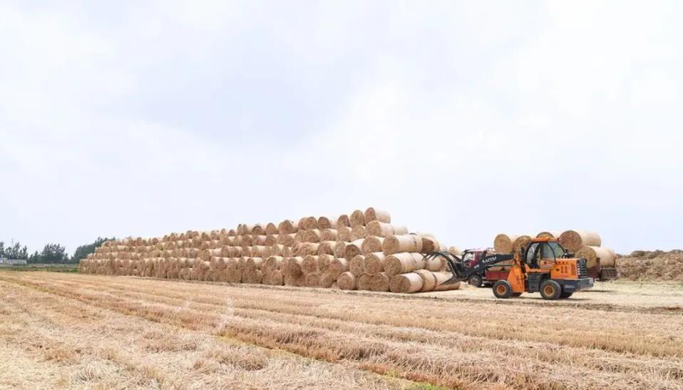 安徽小麦秸秆收储权首次被拍卖